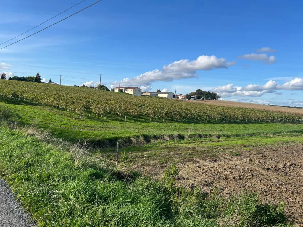 Wijngaard in Frankrijk met boerderij waar cognac wordt geproduceerd.
